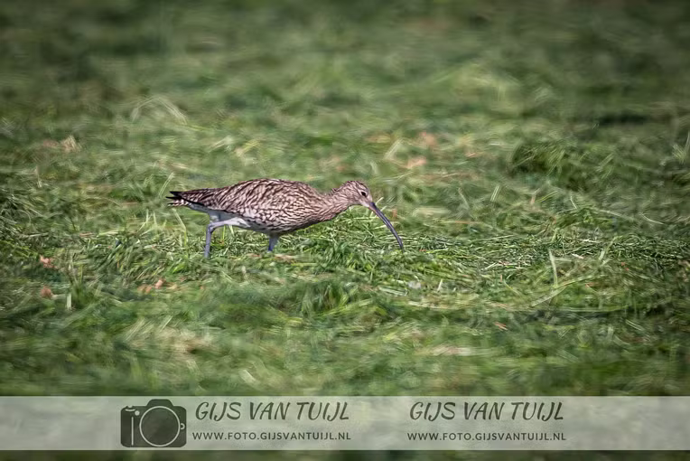 2020_05_06 De Wulp en Scholekter