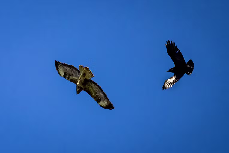 2021_04_26 Capreton en Maas