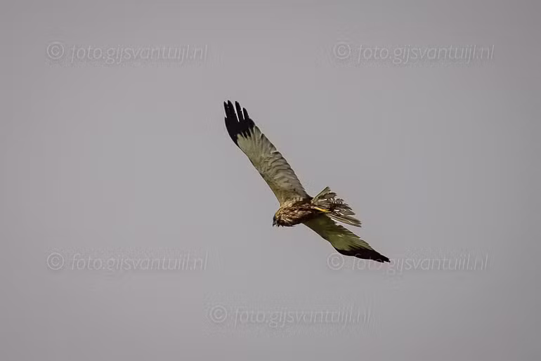 1R5_4423 Br Kiekendief