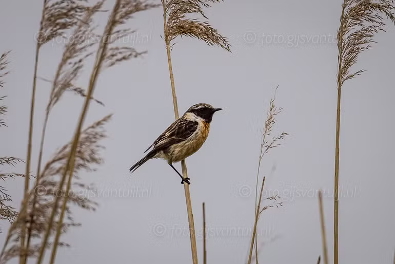 1R5_4588 Roodborsttapuit