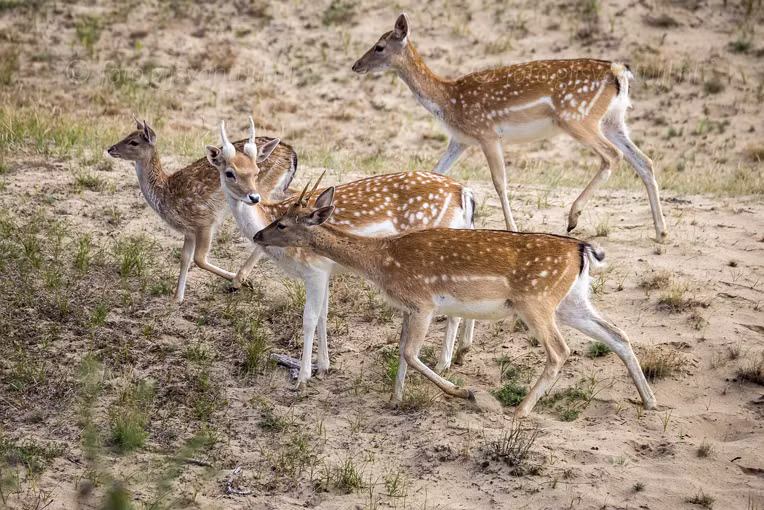 2021_08_13 Amsterdamse waterleidingduinen