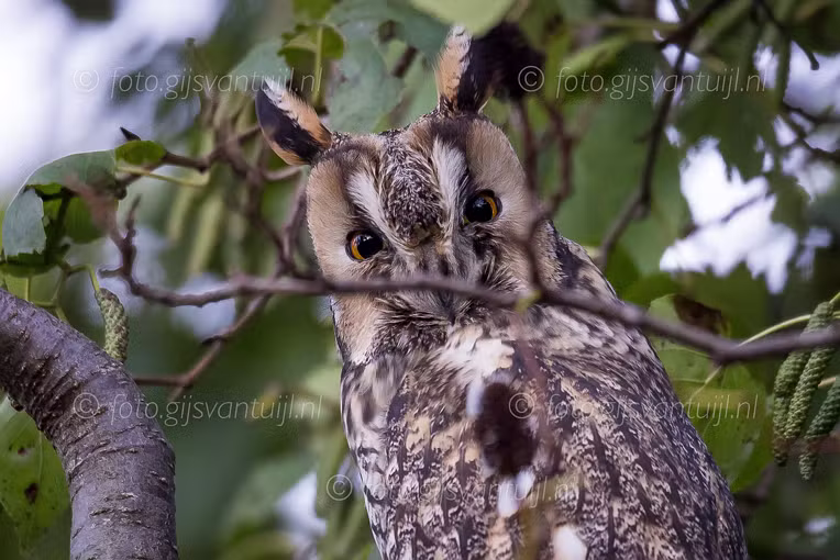 2022_12_09 Enkele Ransuilen