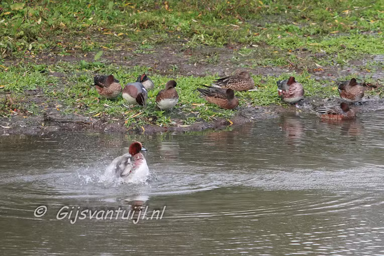 Eend Smient bijnaam Fluiteend