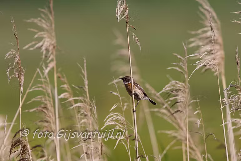 _MG_7633 roodborsttapuit