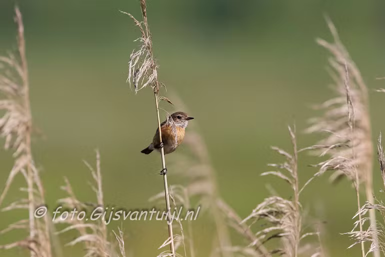 _MG_7641 roodborsttapuit