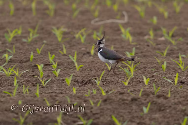 2013_05_19 Lo Enkele andere dieren in de Polder