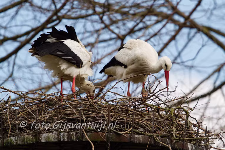 2016_04_04 Lo Ooievaar ring verschil