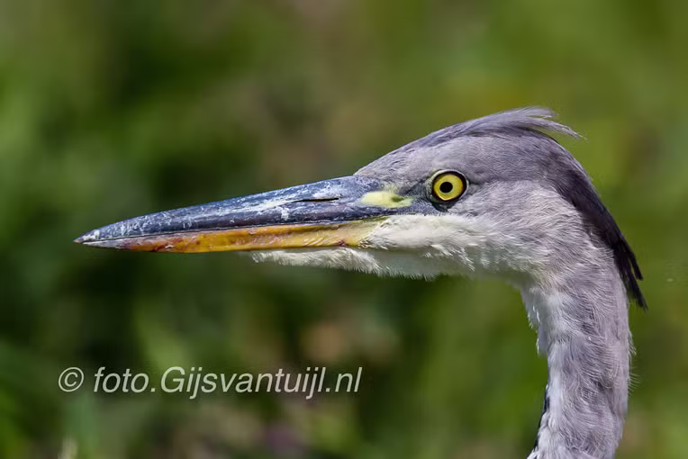 2017_08_11 Rondje Biesbosch