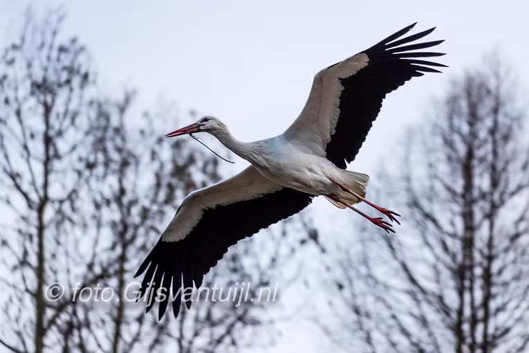 2018_01_08 Ooievaar zoekt nest