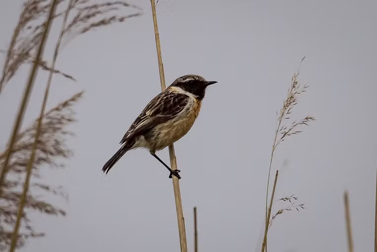 2021_05_03 Lieskampen